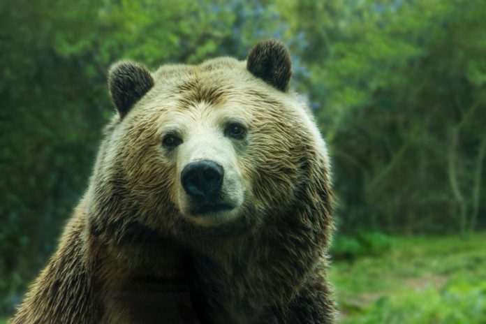 Wann hört der Bärenmarkt endlich auf? Ein neues Krypto-Tief 2018