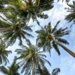 Blockchain kann Palmöl-Problem lösen - Coincierge