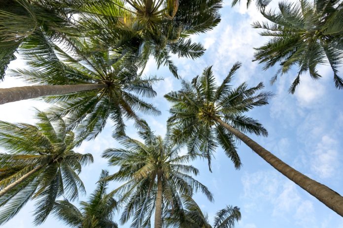 Blockchain kann Palmöl-Problem lösen - Coincierge