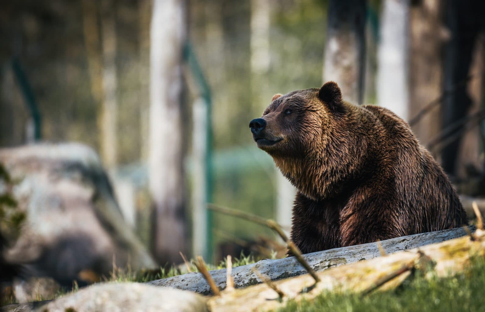 'I Fu%*ng Told You So' – John McAfee erklärt den Bärenmarkt für beendet