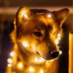 Krypto News Drama um Shiba Inu Coin – doch der Kurs zeigt Stärke! Was ist da los – und sollte man jetzt kaufen?