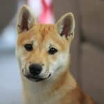 Krypto News Shiba Inu Coin – schlimmer Verdacht Haben die Entwickler den Shibarium-Code geklaut?